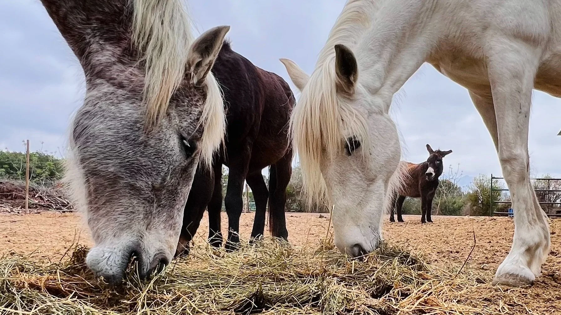 A rescued horse at APAC Caballos