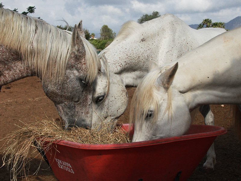 APAC rescue horse